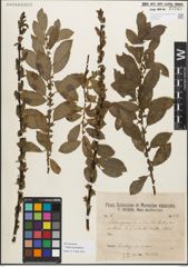 Foto von Salix myrsinifolia Salisb.
